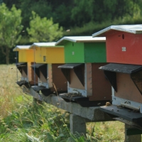 Ruches sous le Château